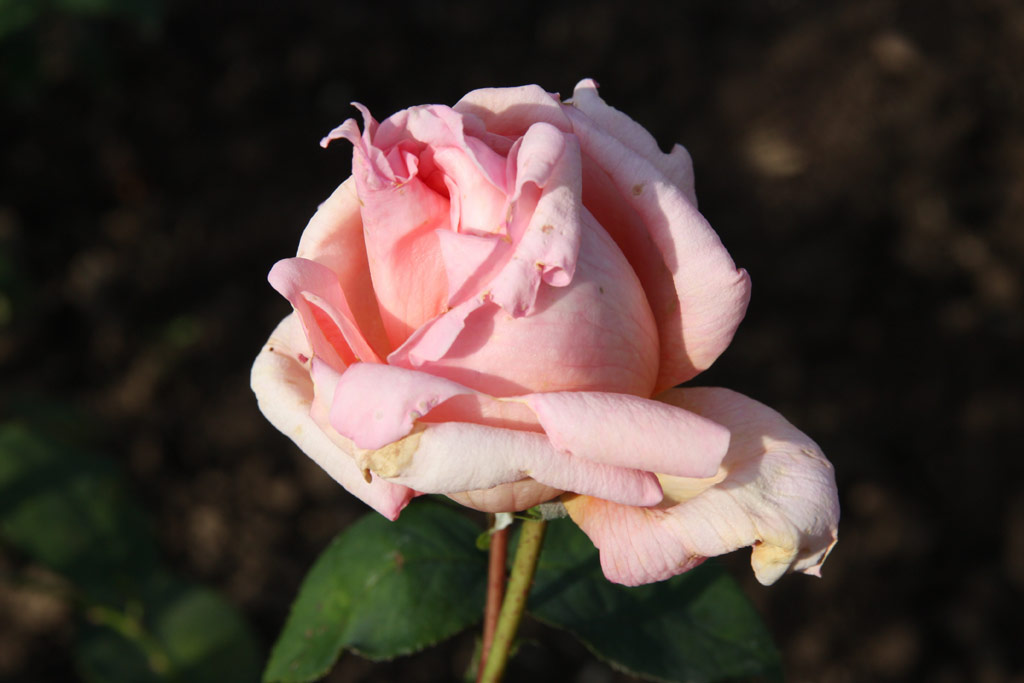 růže Comtesse Anne de Bruce