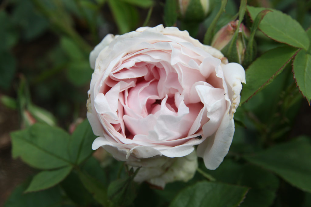 růže Comtesse de Barbentane