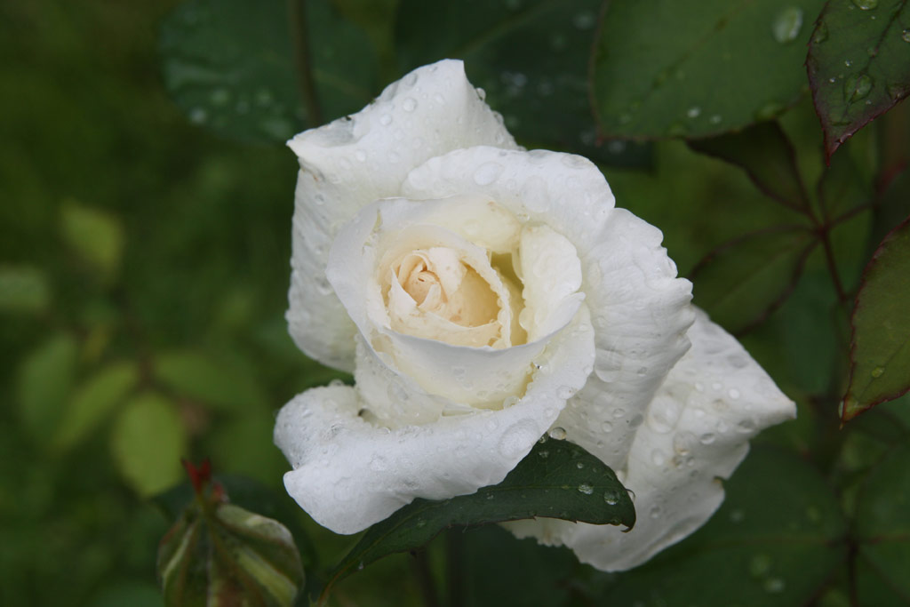 růže Comtesse de Segur (?astolovice)
