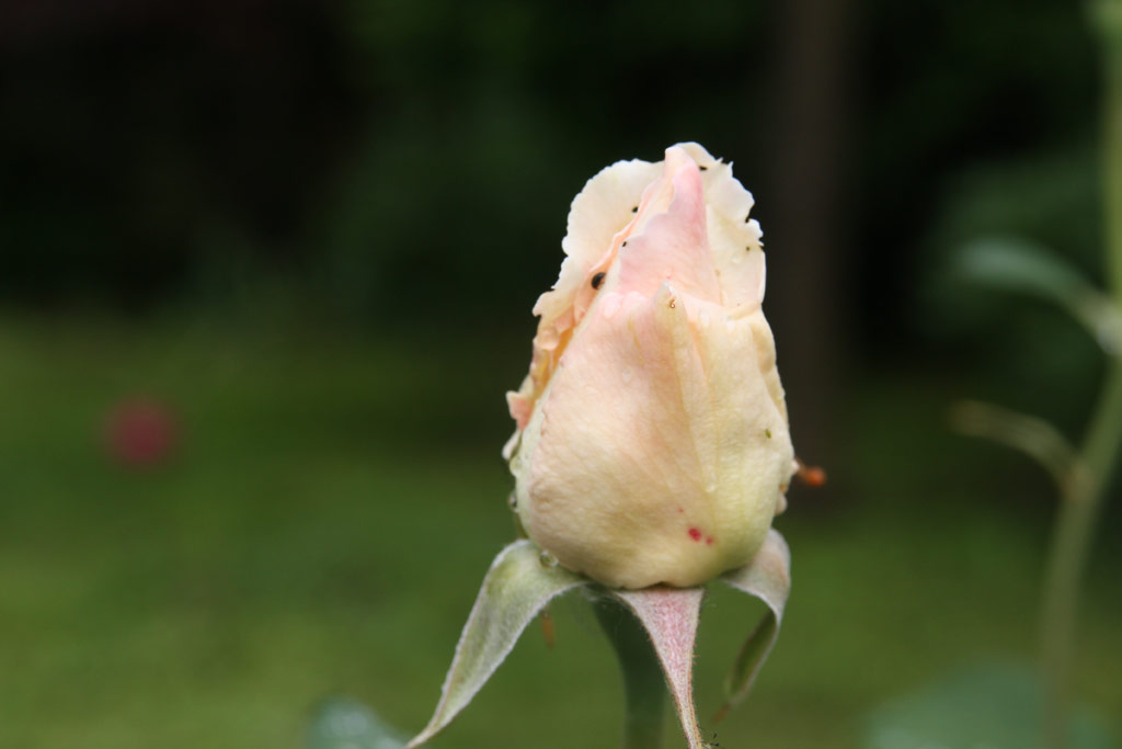 růže Comtesse de Segur (?astolovice)