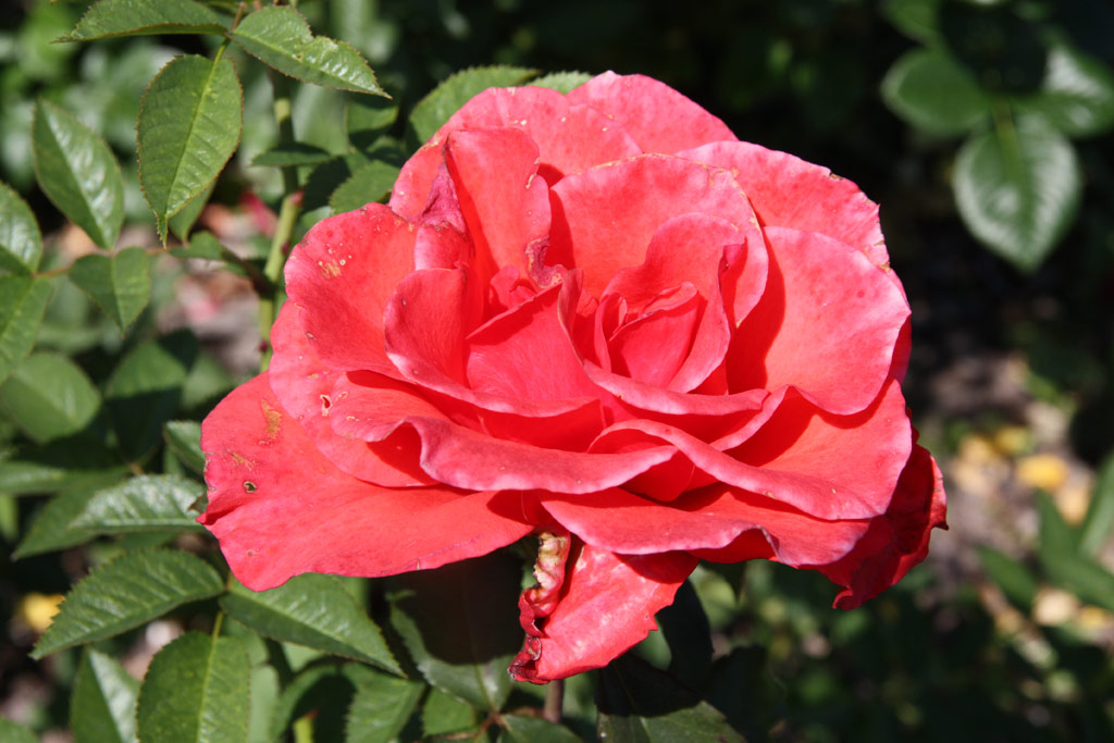 růže Comtesse Diana