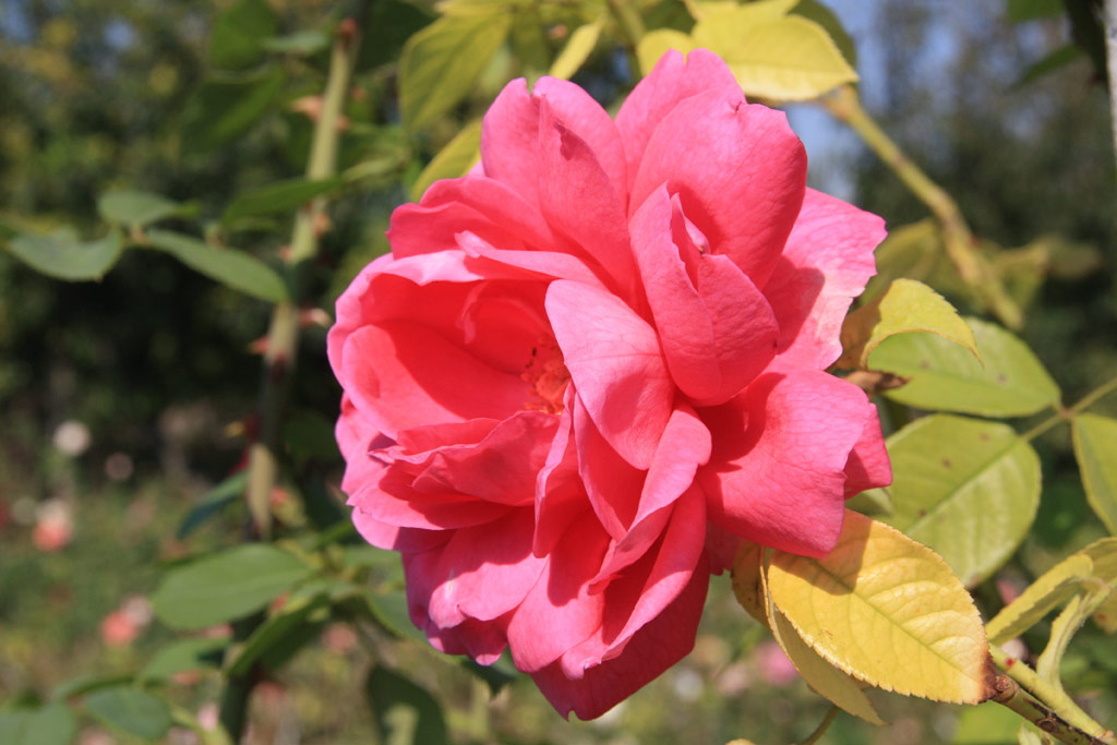 růže Comtesse Maria Henrietta