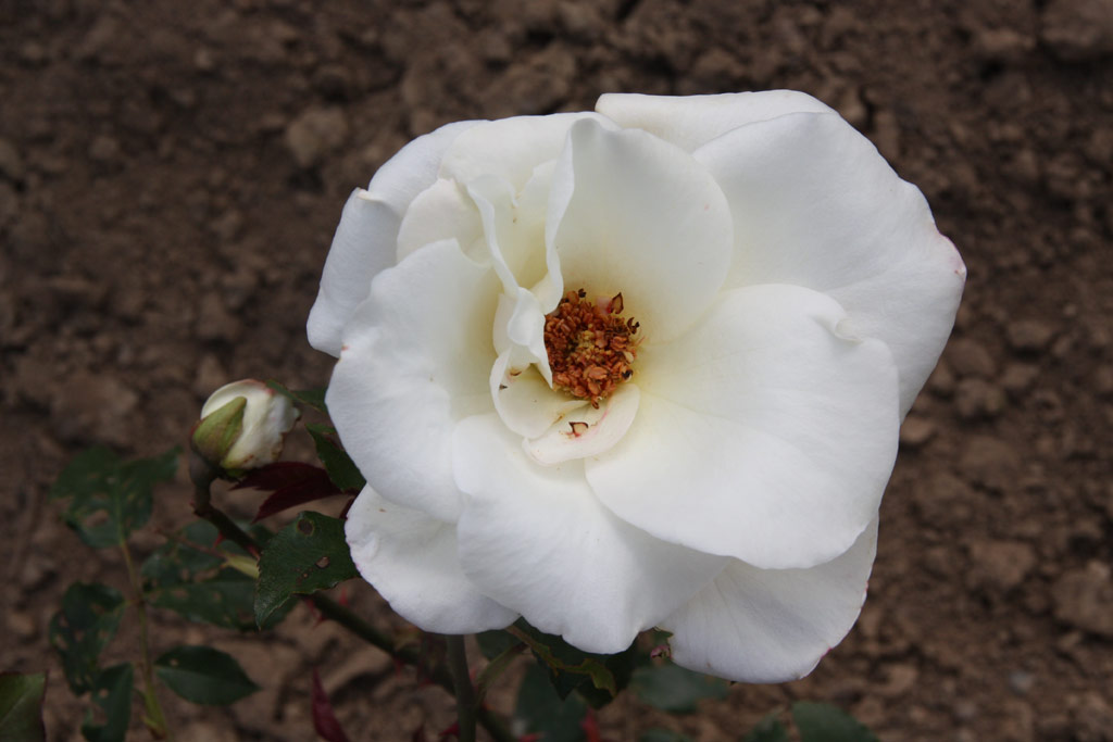 růže Comtesse Vandal (Chotobus)
