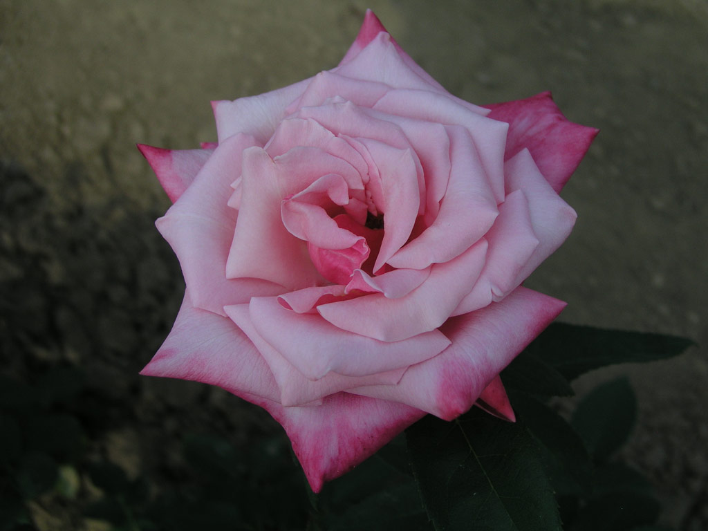 růže Confetti (Rosice)