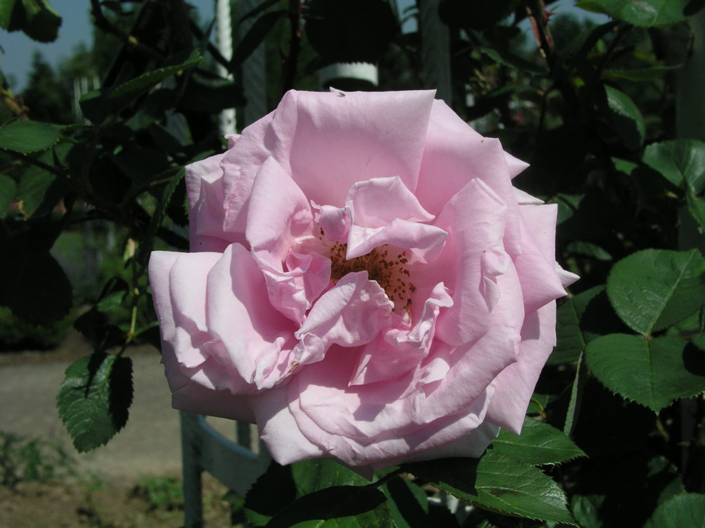 růže Conrad Ferdinand Meyer