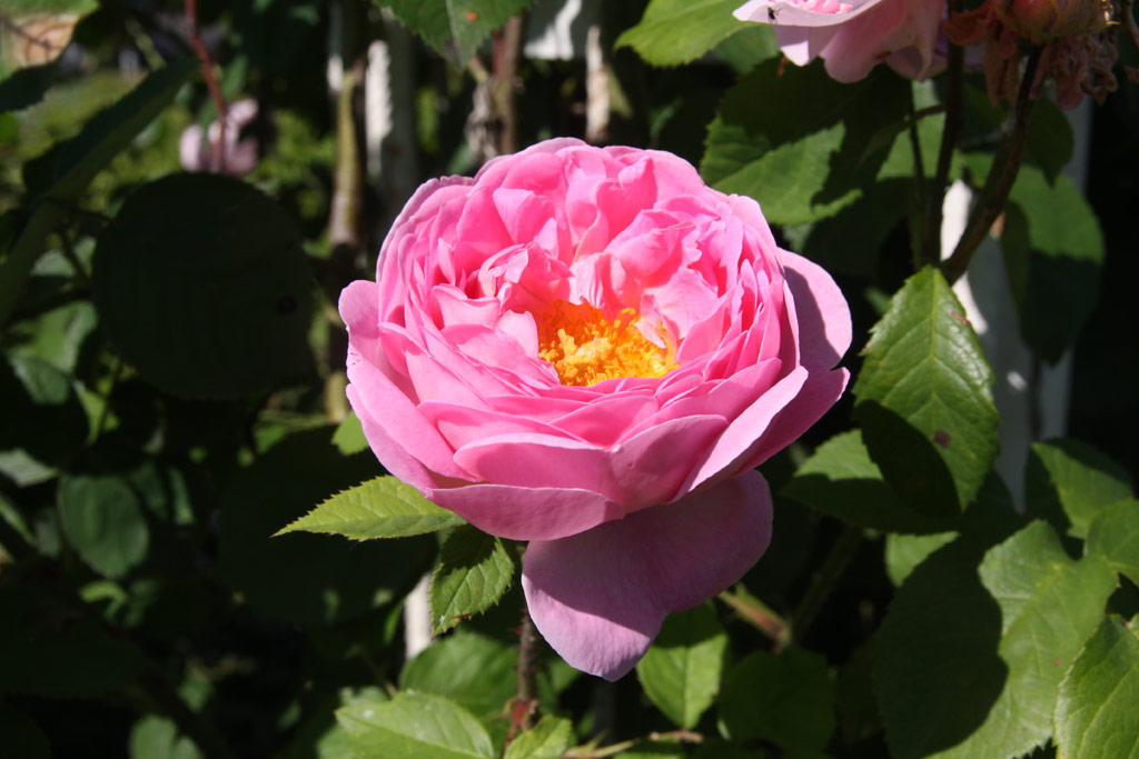 růže Constance Spry