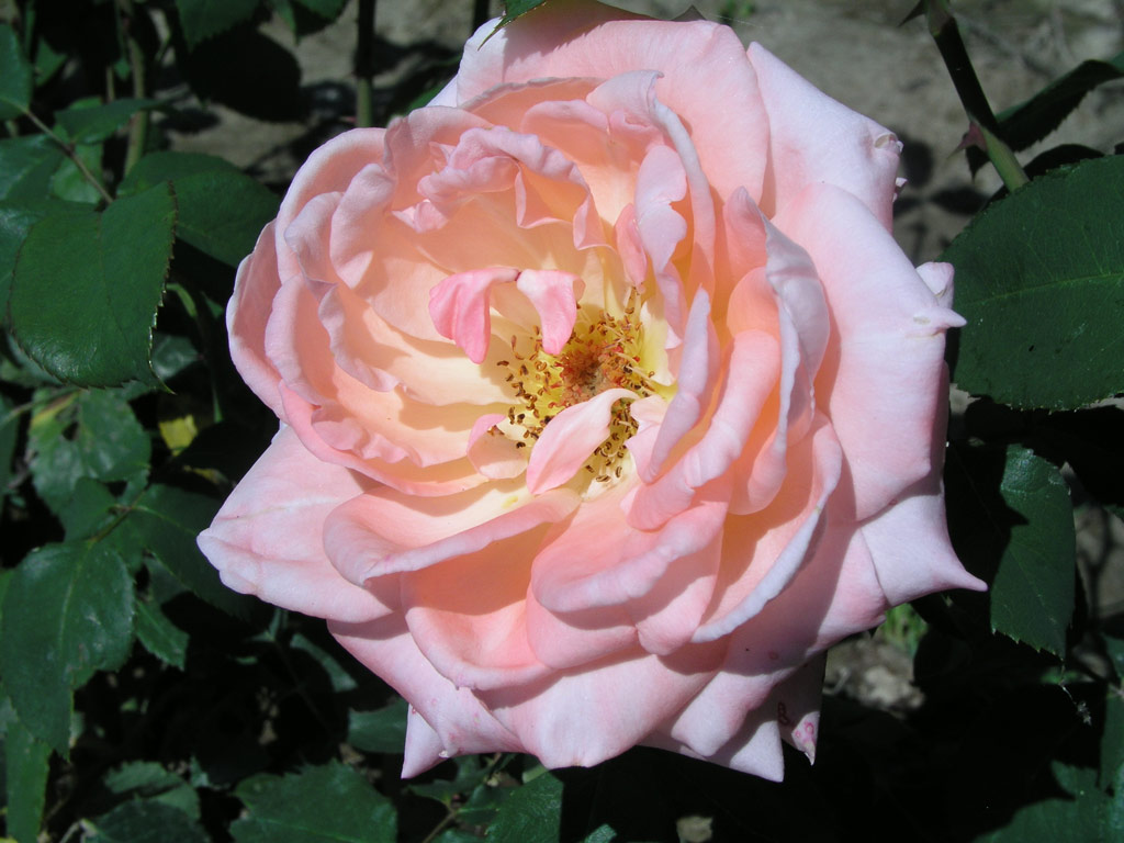 růže Coppelia