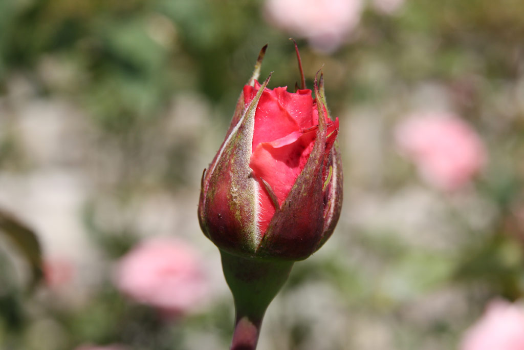 růže Coppelia