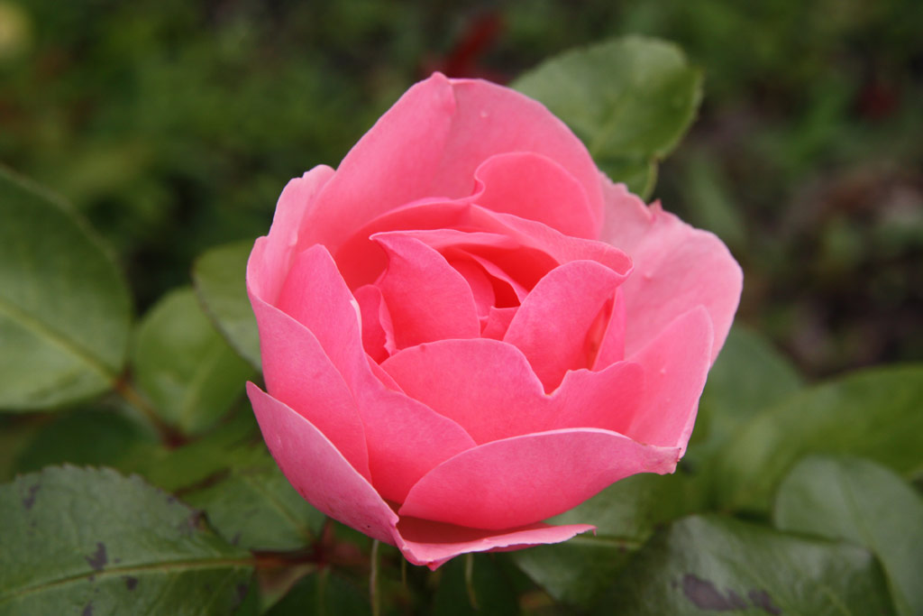 růže Coppelia 76