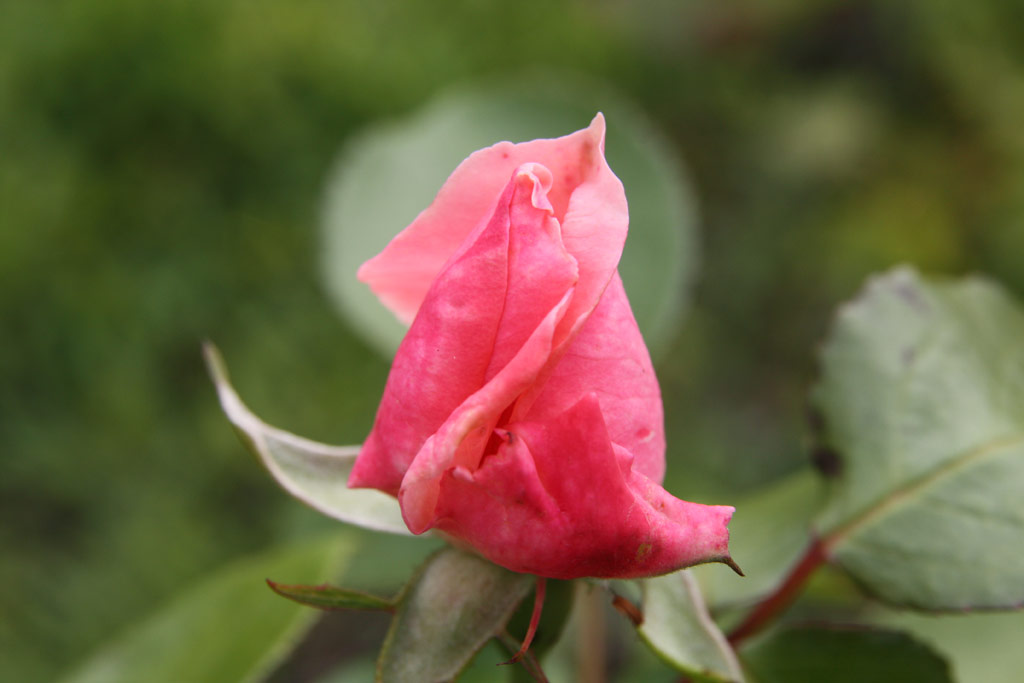 růže Coppelia 76