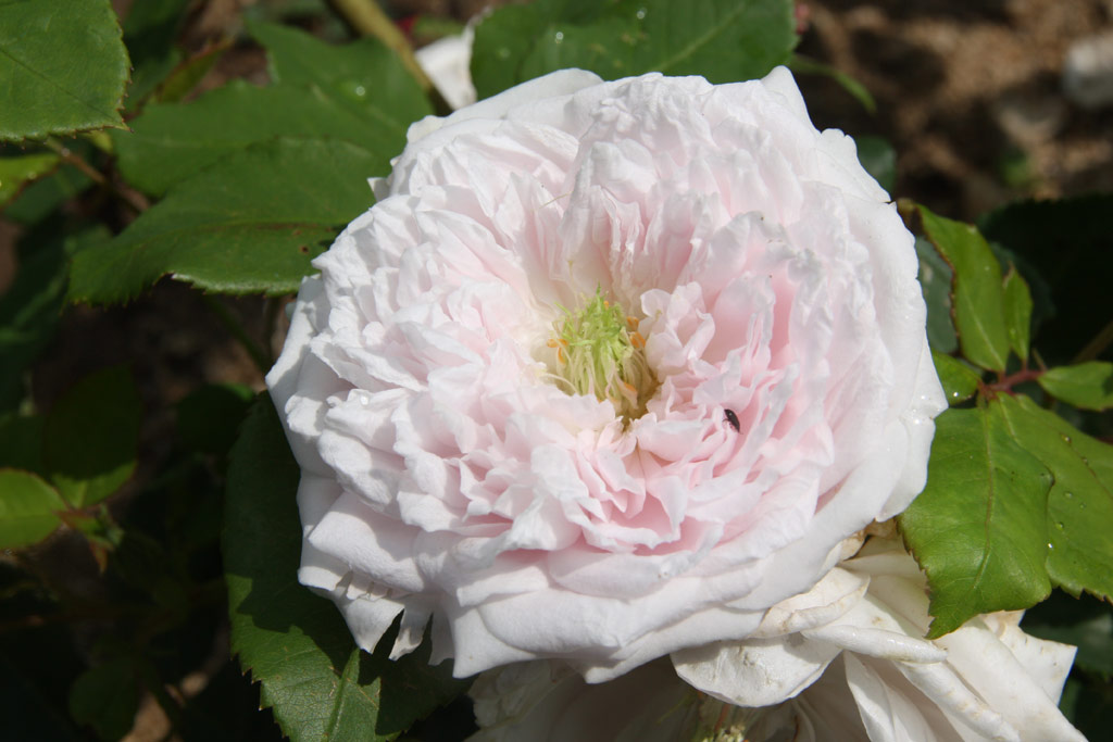 růže Coquette des Blanches