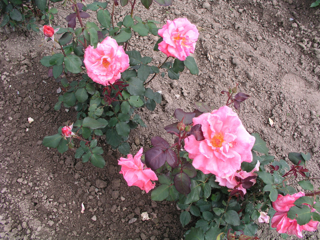 růže Coral Bellis