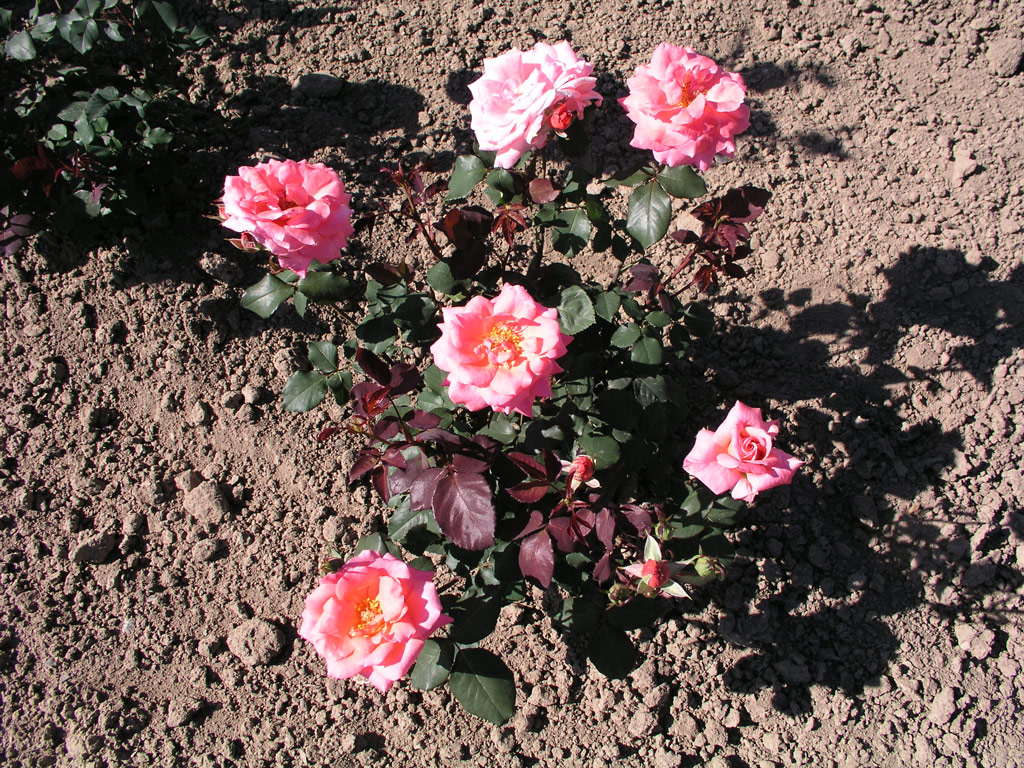 růže Coral Bellis