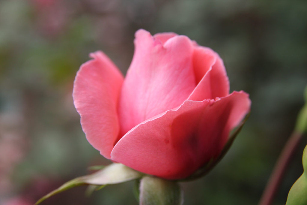 růže Coral Dawn