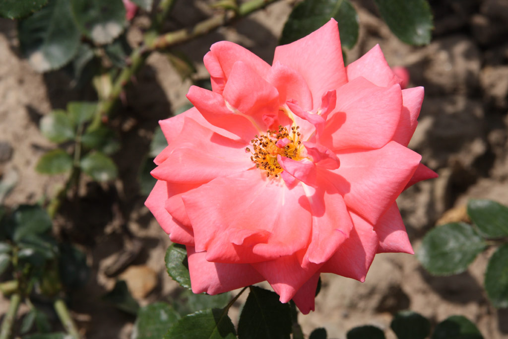 růže Coral Satin