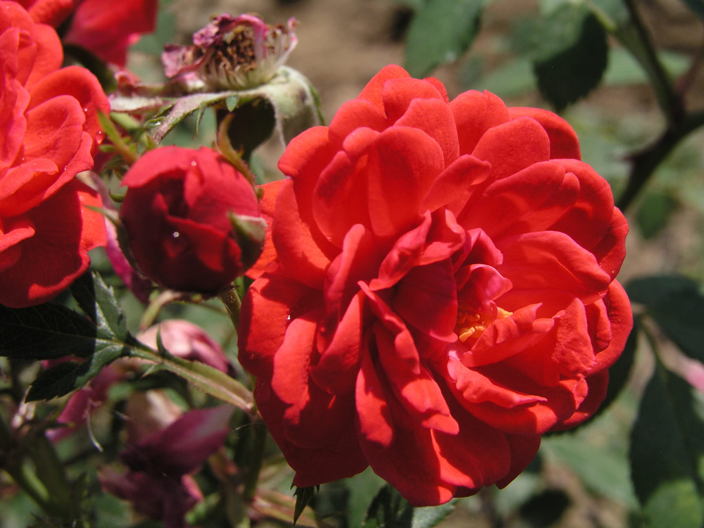 růže Coralin
