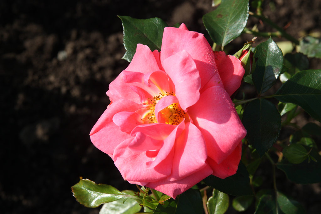 růže Cordoba
