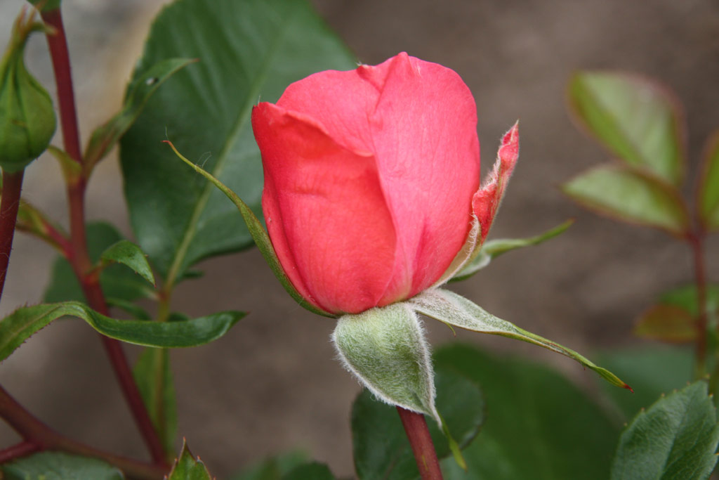 růže Cordoba