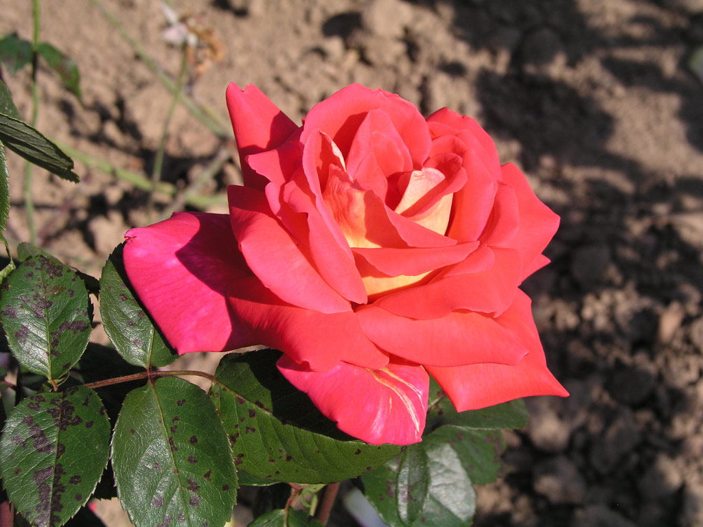 růže Coronado