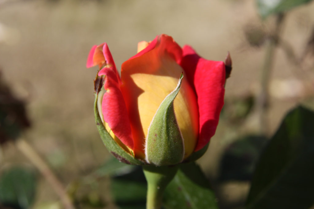 růže Coronado