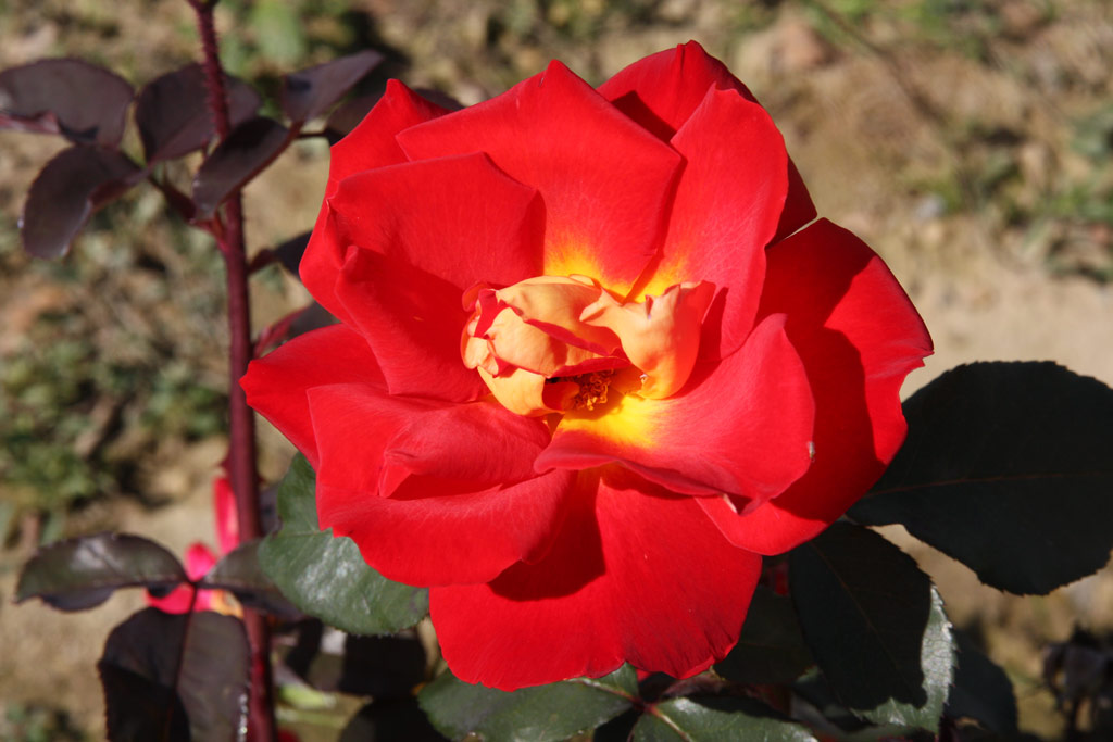 růže Corrida