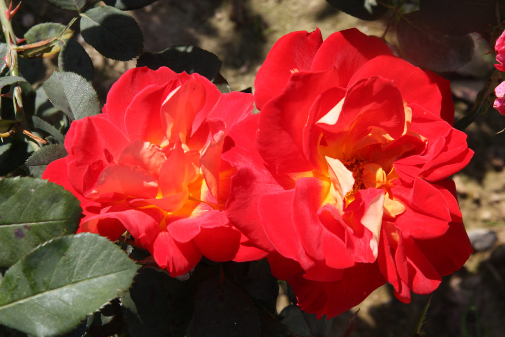 růže Corrida