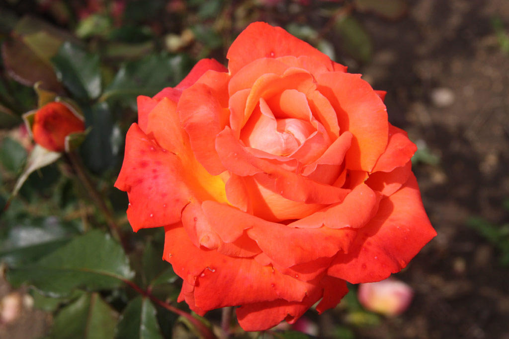 růže Corso
