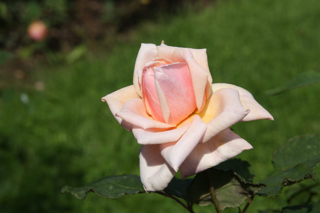 růže Countess of Derby