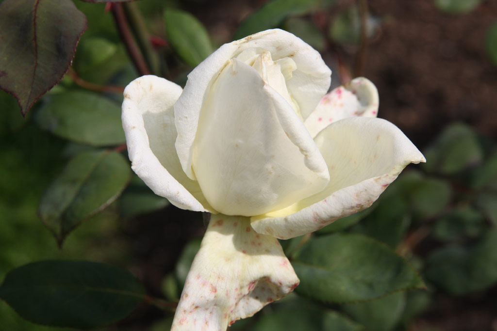 růže Countess of Warwick