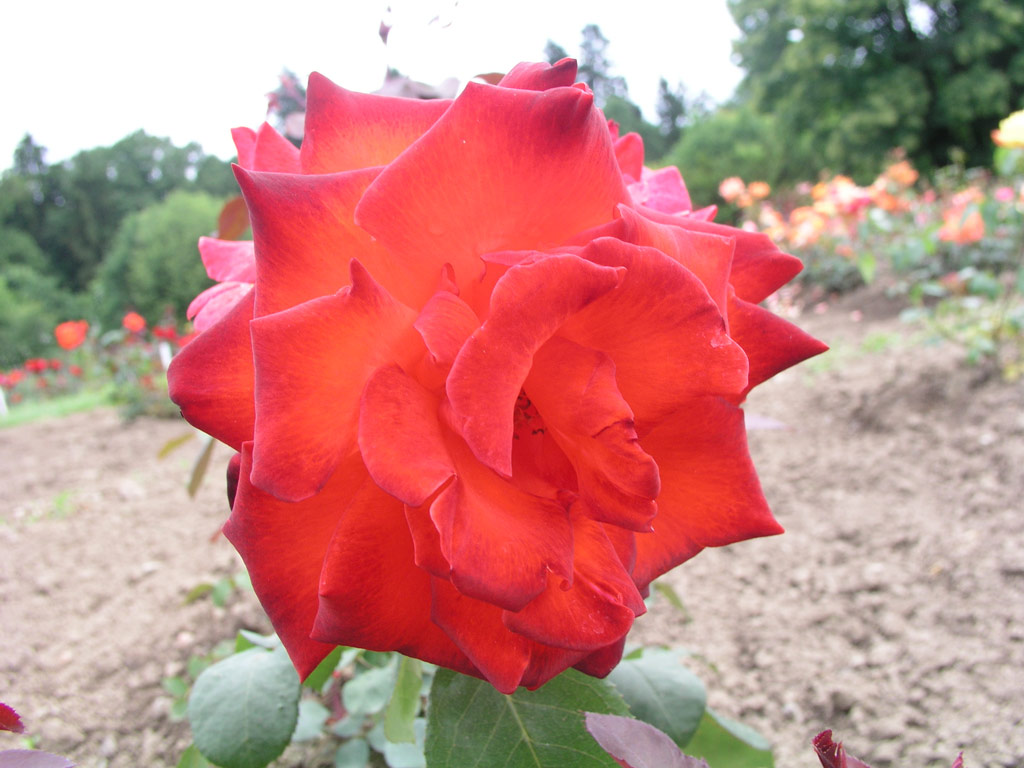 růže Coup de Foudre