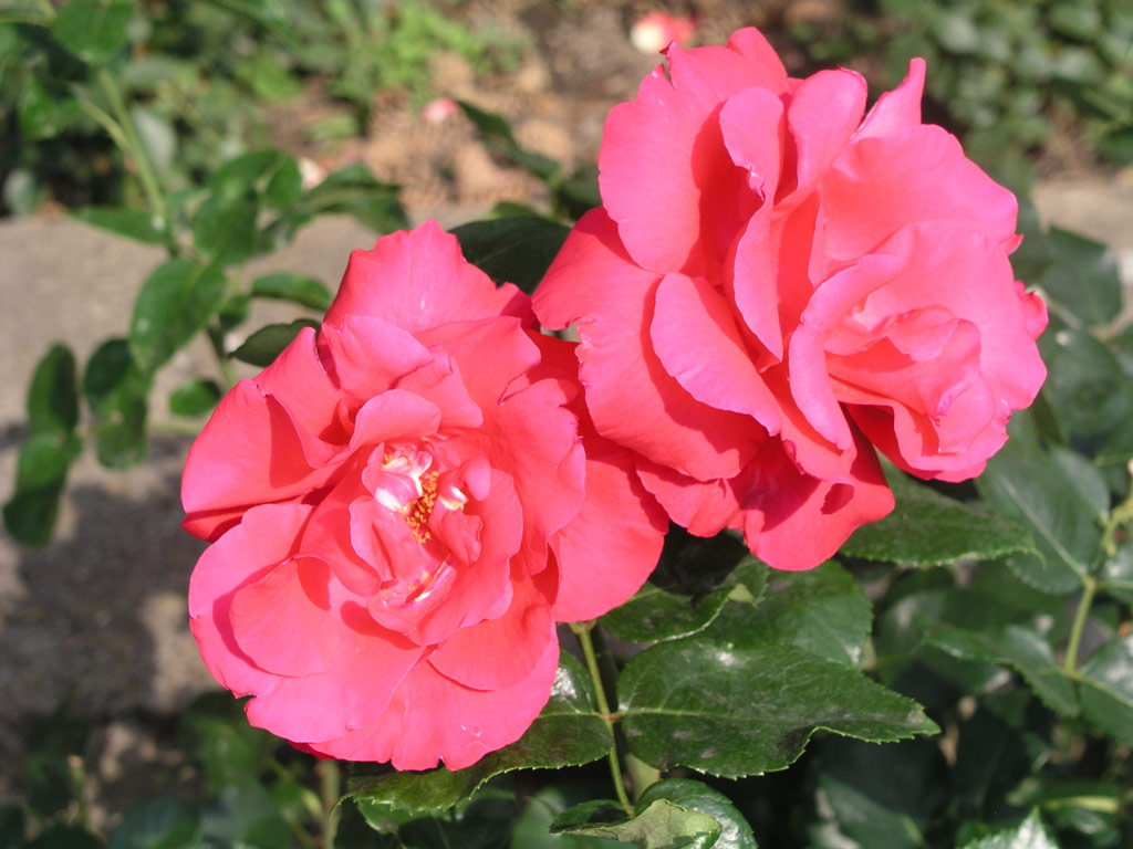 růže Crepe de Chine