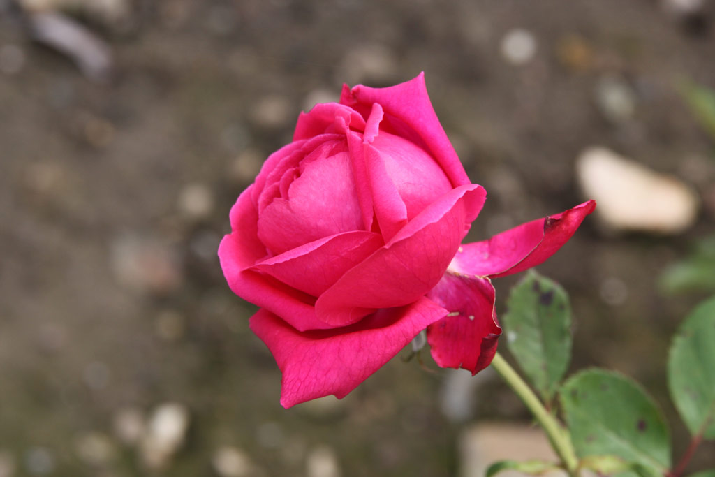 růže Crimson Beauty