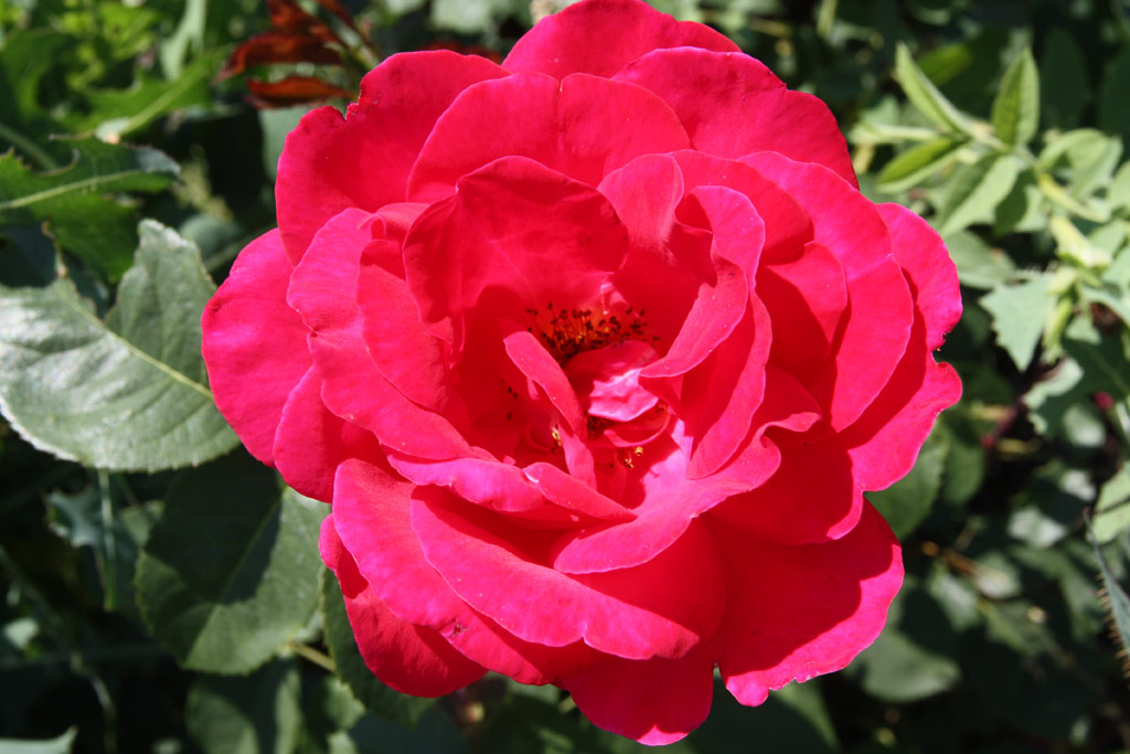 růže Crimson Duke