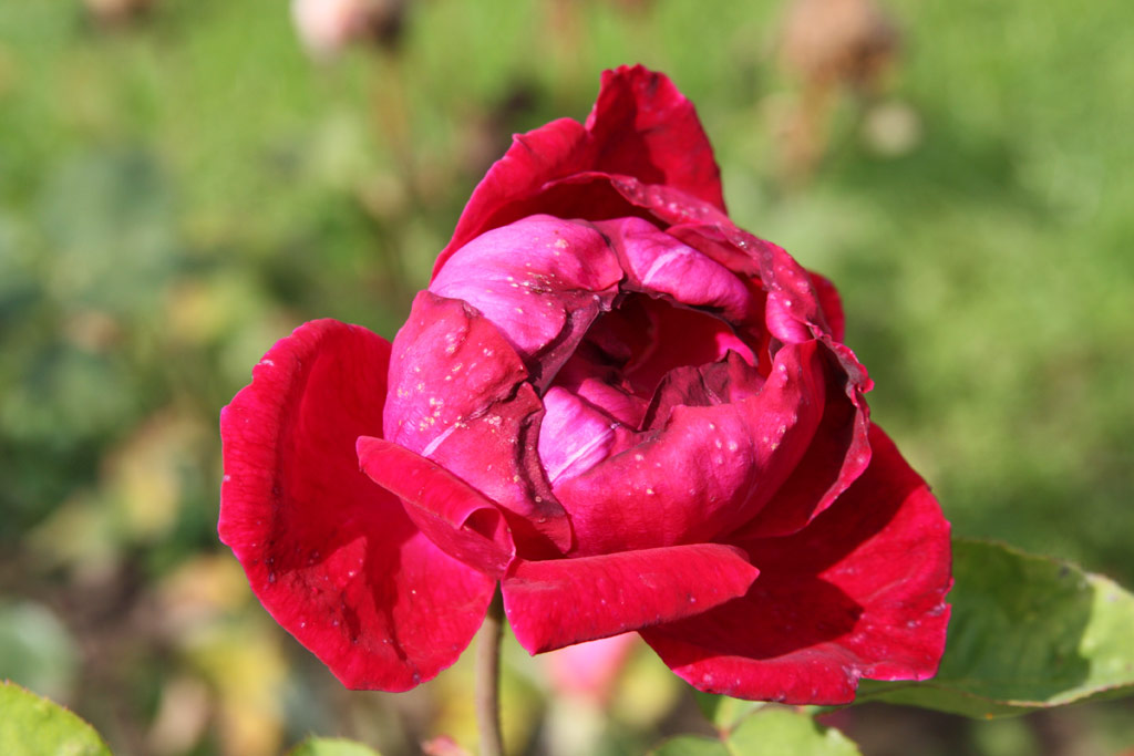růže Crimson Emblem