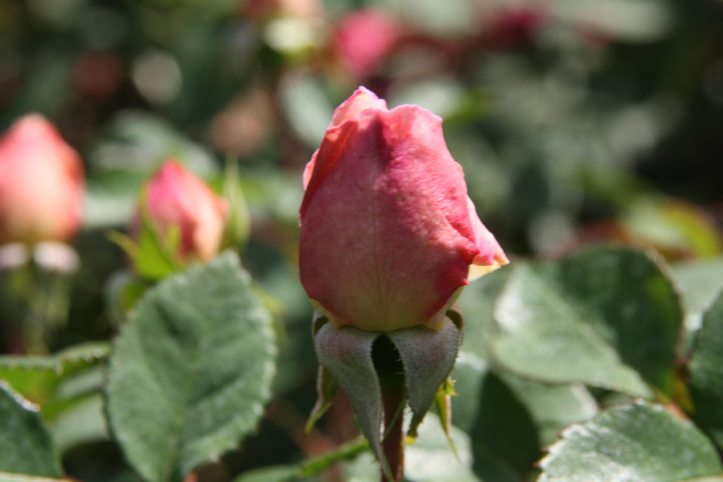 růže Crocus Rose