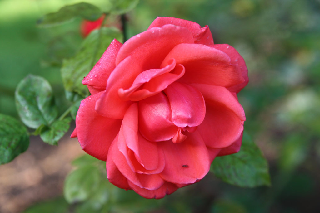 růže Crown Jewel