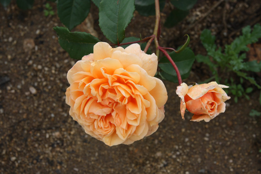 růže Crown Princess Margareta