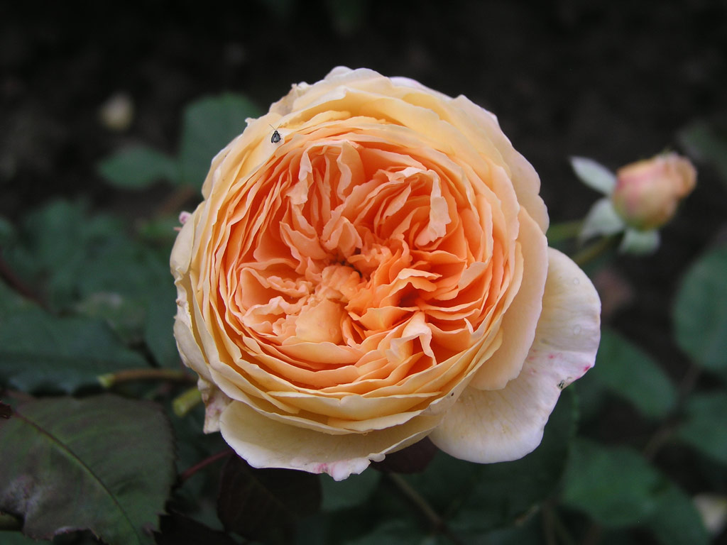 růže Crown Princess Margareta