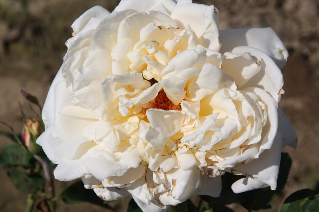 růže Crystal White