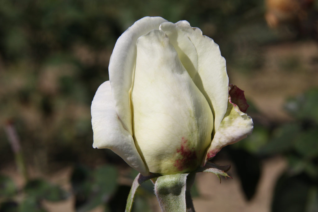 růže Crystal White
