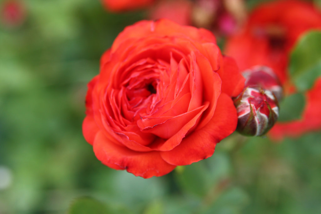 růže Csktornya