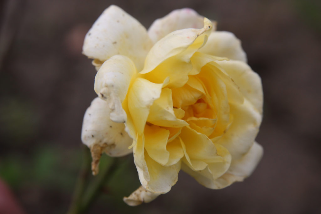 růže Csapody Vera Eml�ke