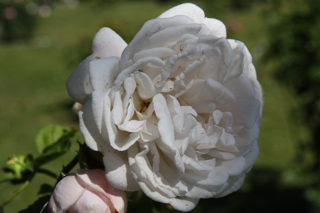 růže Cymbeline