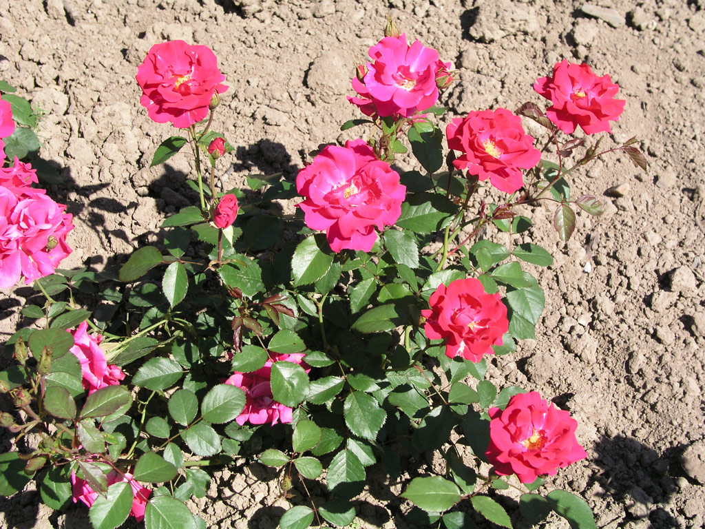 růže D. T. Poulsen