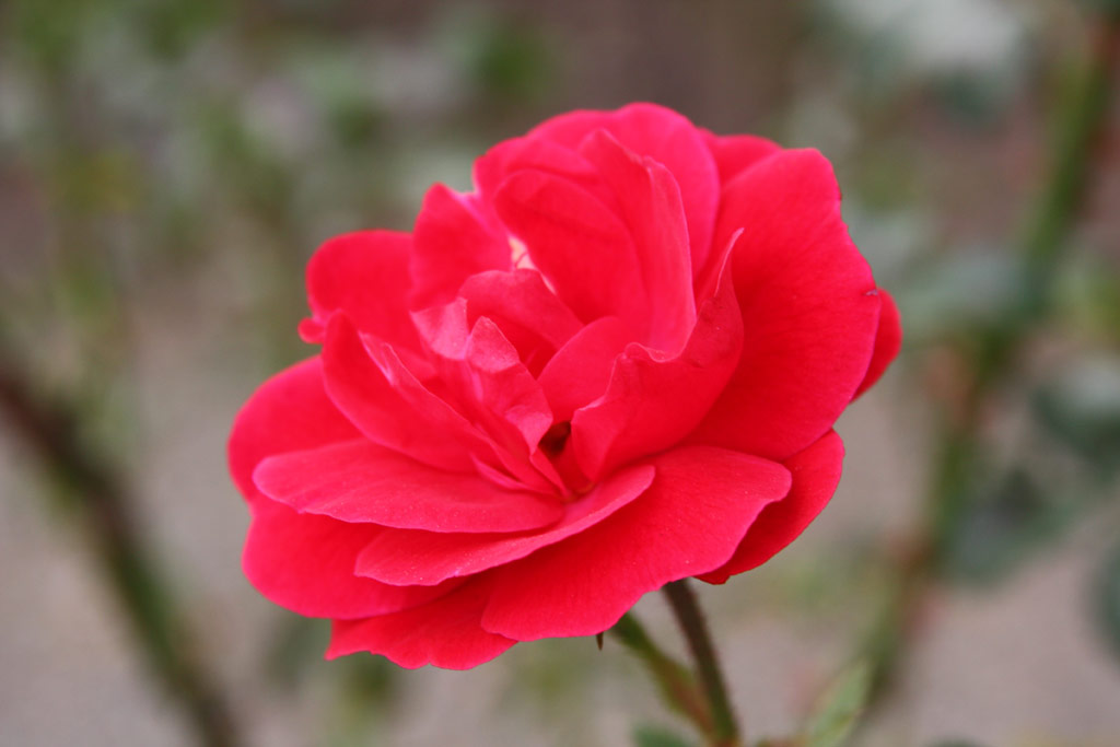 růže Dacapo (Poulsen)