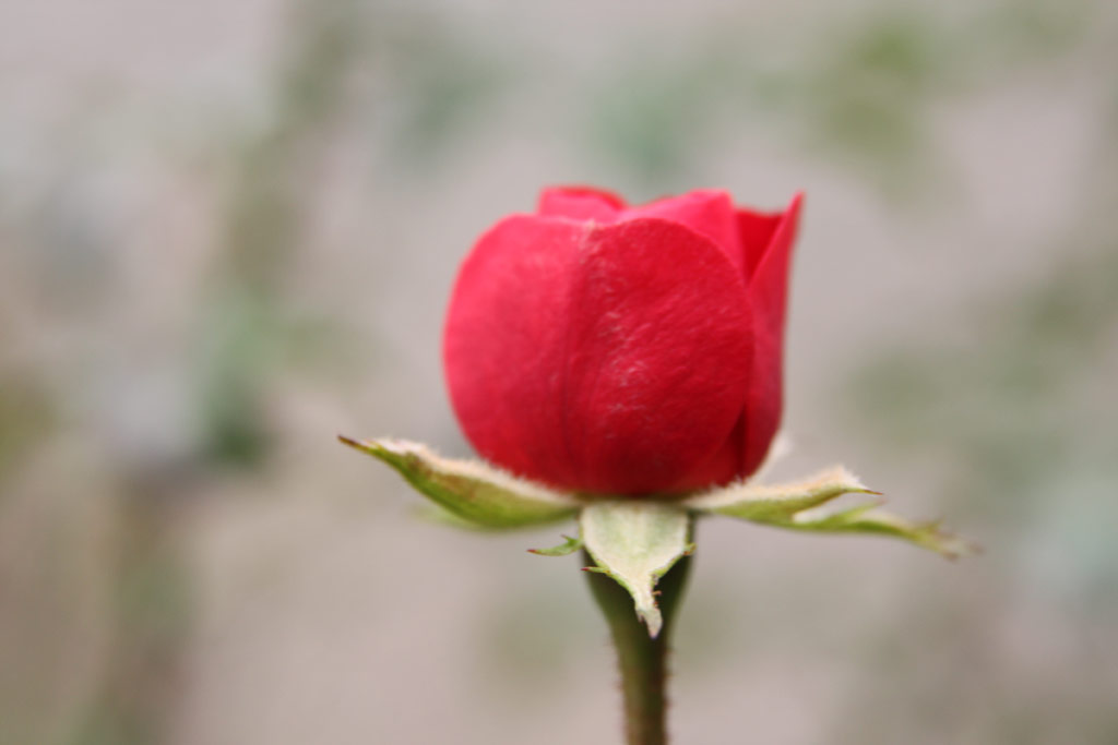 růže Dacapo (Poulsen)