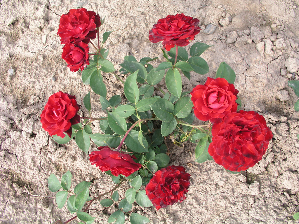 růže Dagmar