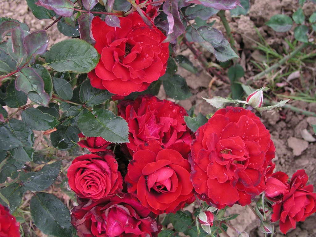 růže Dagmar