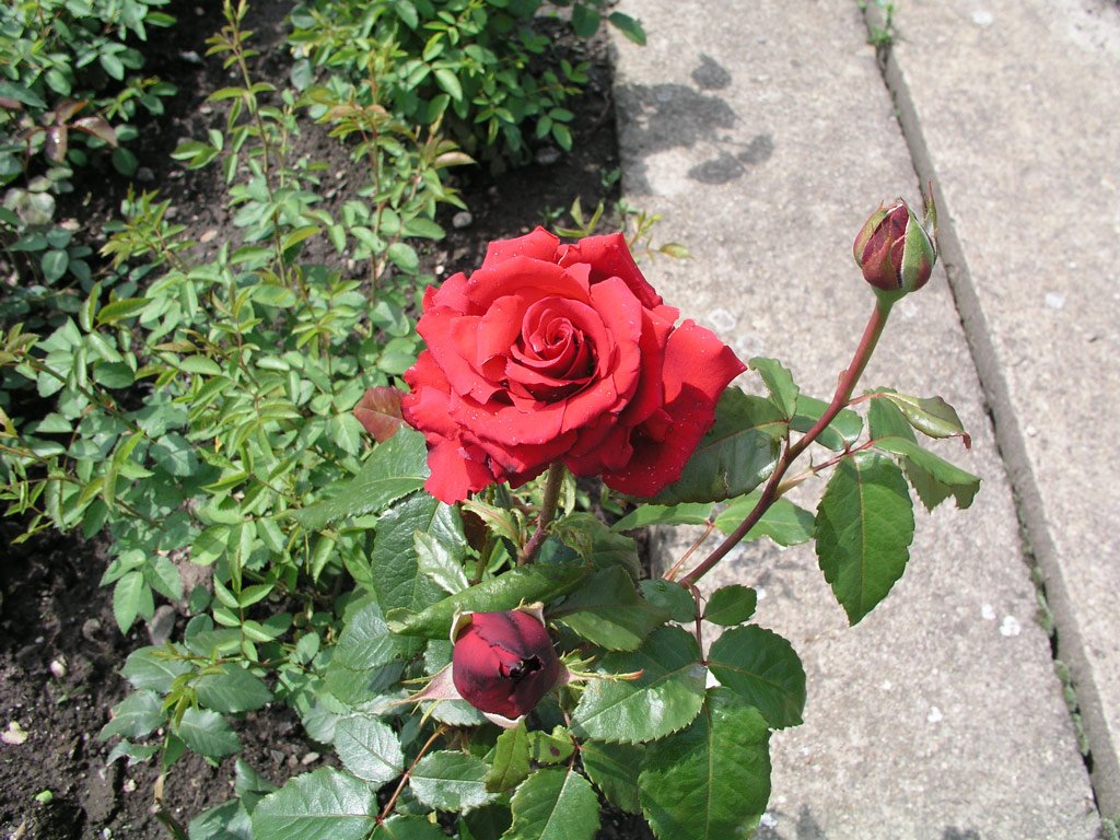růže Dallas
