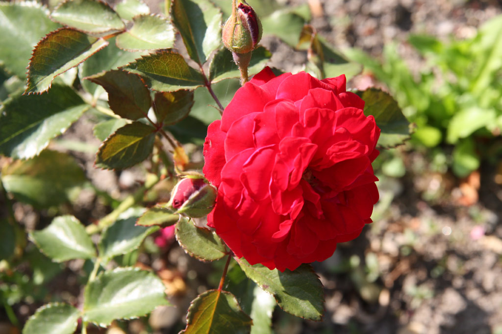 růže Dalli Dalli